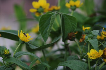 Yellow flower and bee. Flower Guizotia abyssinica close view.