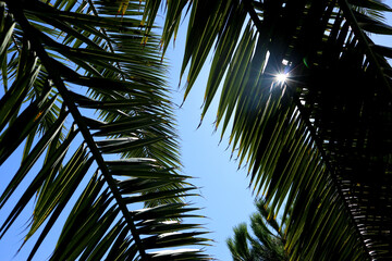 Fototapeta na wymiar Palm leaf of the date palm in front of a blue sky. Background picture in vacation mood