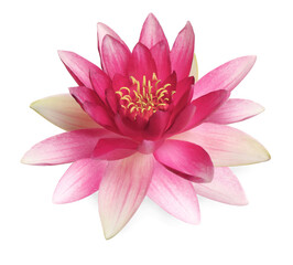Beautiful blooming lotus flower isolated on white
