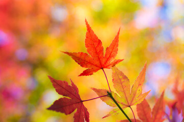 Beautiful Mountain Lu geopark landscapes in late autumn, Jiujiang, Jiangxi, China