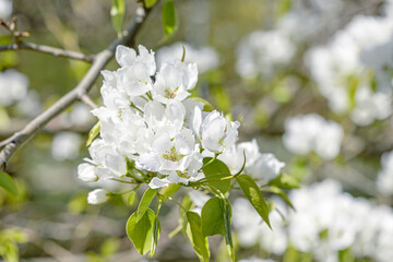 apple tree blossom