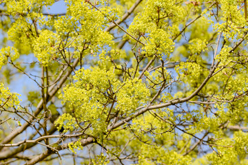 yellow maple flowers in spring