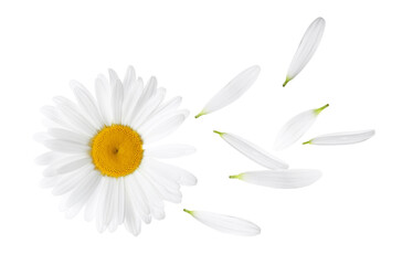 Chamomile flower with flying petals on white background