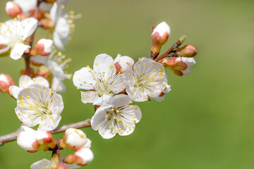 cherry blossom in spring