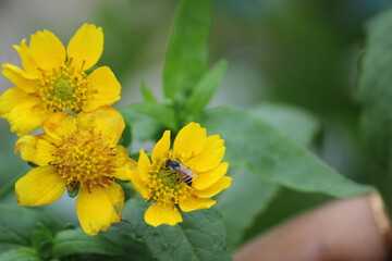 Yellow flower and bee. Flower Guizotia abyssinica close view.