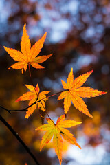 Beautiful Mountain Lu geopark landscapes in late autumn, Jiujiang, Jiangxi, China