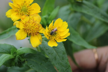Yellow flower and bee. Flower Guizotia abyssinica close view.