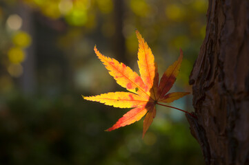Beautiful Mountain Lu geopark landscapes in late autumn, Jiujiang, Jiangxi, China