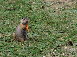A funny gopher holds a carrot in its paws. Gopher in the green grass.