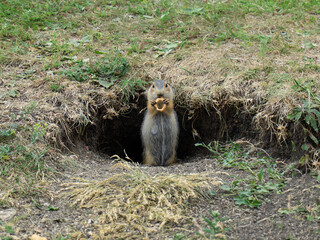 Gopher eats a bagel. Funny gopher stands near the hole and eats. The gopher holds in its paws food.