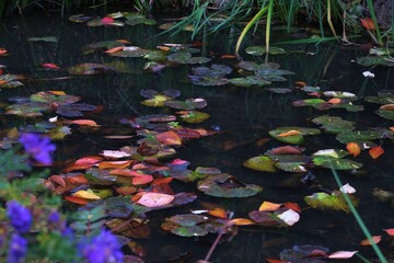 A pond with water lily and some colorful plants in Naoshima, Kagawa, Japan. November 29, 2018.