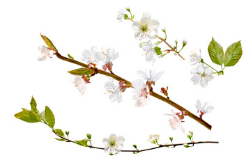 set of cherry blossom branches isolated on white