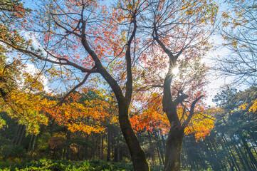 Fototapeta na wymiar Beautiful Mountain Lu geopark landscapes in late autumn, Jiujiang, Jiangxi, China