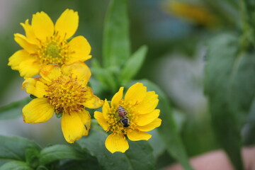 Yellow flower and bee. Flower Guizotia abyssinica close view.
