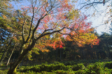 Beautiful Mountain Lu geopark landscapes in late autumn, Jiujiang, Jiangxi, China