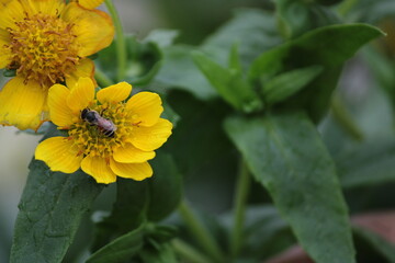 Yellow flower and bee. Flower Guizotia abyssinica close view.