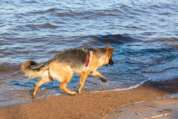 German shepherd dog running along the sea playing with waves.. Portrait of a purebred dog.