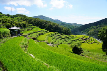 小豆島・中山千枚田