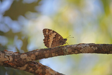The great banded grayling (Brintesia circe) a butterfly in the family Nymphalidae can be found in central and southern Europe. A specimen observed in the Cantabrian mountains, northern Spain.
