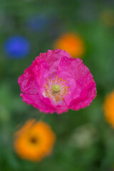 Fototapeta premium Mohn