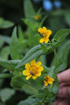 Yellow flower and bee. Flower Guizotia abyssinica close view.
