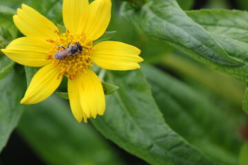 Yellow flower and bee. Flower Guizotia abyssinica close view.