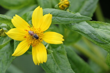 Yellow flower and bee. Flower Guizotia abyssinica close view.