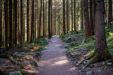 Obraz premium foresta di alberi 