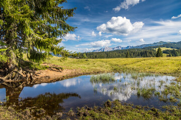 Reflections in a little pond at the so called Winklmossalm in Reit im Winkl in Bavaria, Germany at a sunny day in summer.