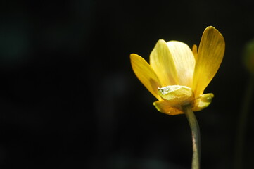 yellow flower of a tulip