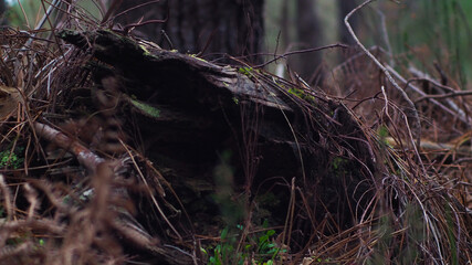 Souche d'arbre creuse envahie par les fougères et d'autres plantes