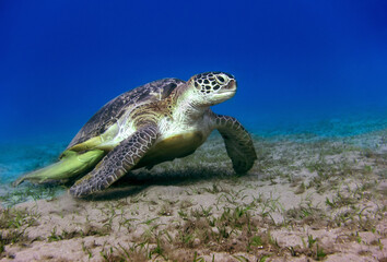 Obraz premium Underwater world. The Red Sea sea turtle sits on a glade with a grass.