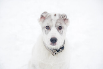 cute Central Asian shepherd puppy.Close-up portrait of a dog.A white-and-gray puppy looks at the camera. Dogs of the Central Asian shepherd breed on the background of snow