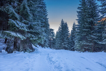 Stunning path in forest full of snow in Tatras