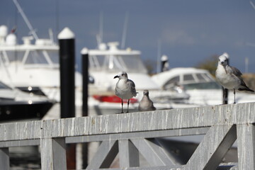 pigeons on the roof
