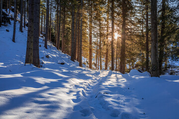 Stunning sunbeam at winter sunset in snowy forest