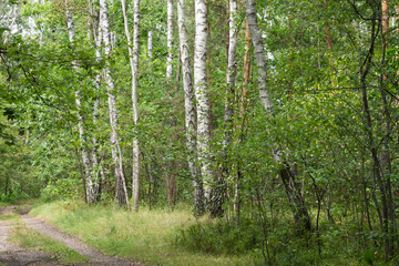 footpath in birch forest