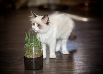 two month old Ragdoll kitten at home