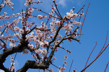 Scientific name is Prunus mume.English name is Japanese apricot.