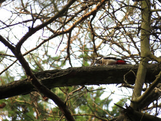 red headed woodpecker