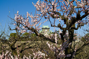 The plum blossoms around Osaka Castle are in full bloom.