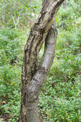 two tree trunks grown together  closeup