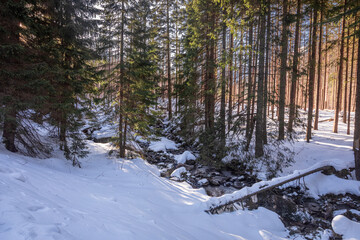 Frozen river and forest in Koscieliska valley in winter, Tatras