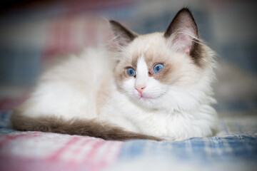 two month old Ragdoll kitten at home