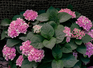 Blooming pink flowers hydrangea with dark green leaves