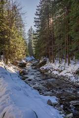 Small river and snowy forest in Koscieliska valley, Tatra mountains