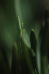 close up of a green flower