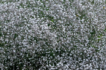 Annual Baby's-breath or Showy Baby's-breath (Gypsophila elegans).

White small flowers background, White blooming texture background.
