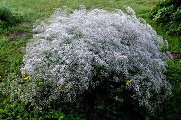 Annual Baby's-breath or Showy Baby's-breath (Gypsophila elegans).

White small flowers background,...