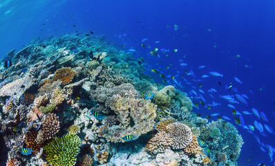 Big coral reef with hard corals and fishes in sunny day.